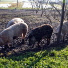 DSC_0532_JPG-1319455819