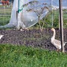 DSC_0533_JPG-1319455866