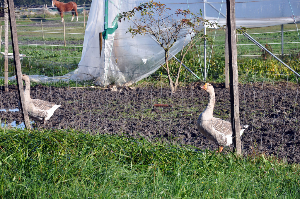 DSC_0533_JPG-1319455866