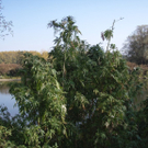 24_10_2011 PI G__nserndorf.JPG