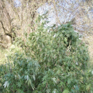 24_10_2011 PI G__nserndorf1.JPG