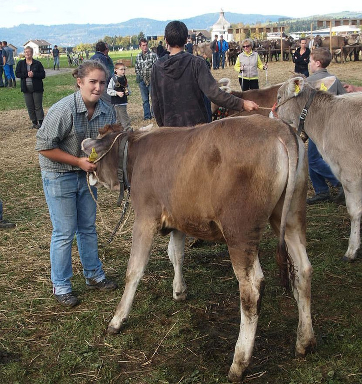 viehausstellung lingenau71_jpg-1319477436