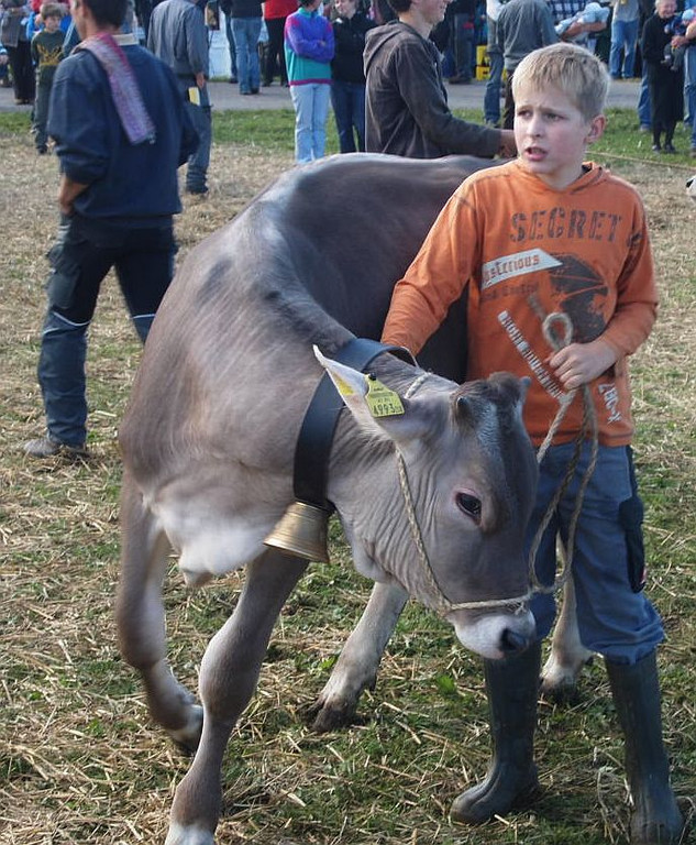 viehausstellung lingenau72_jpg-1319477442