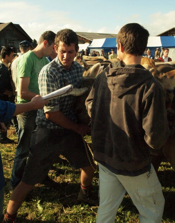 viehausstellung lingenau19_jpg-1319479140