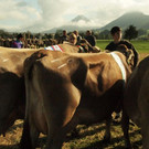 viehausstellung lingenau22_jpg-1319479156