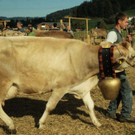 viehausstellung lingenau23_jpg-1319479159