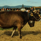 viehausstellung lingenau28_jpg-1319479178