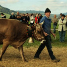 viehausstellung lingenau29_jpg-1319479181