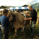 viehausstellung lingenau32_jpg-1319479218