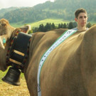 viehausstellung lingenau36_jpg-1319479237