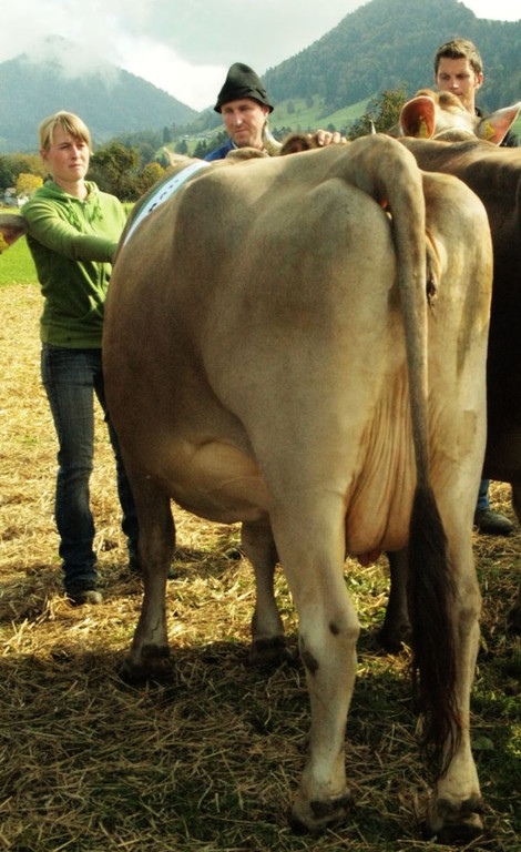 viehausstellung lingenau43_jpg-1319479265