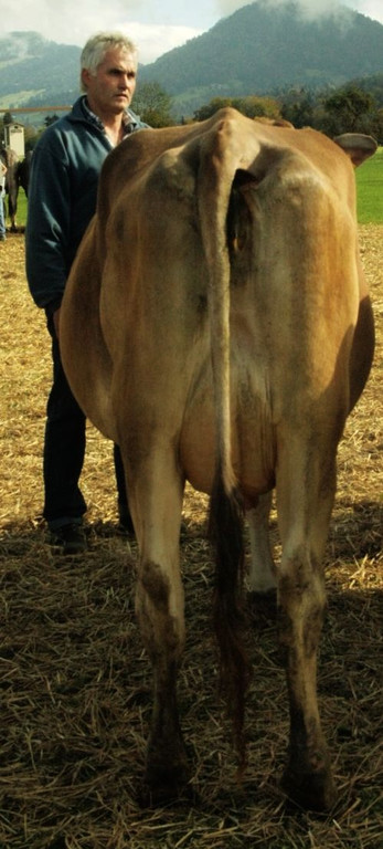 viehausstellung lingenau44_jpg-1319479269