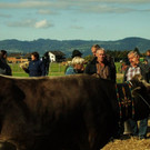 viehausstellung lingenau54_jpg-1319479306