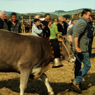 viehausstellung lingenau55_jpg-1319479310