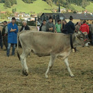 viehausstellung lingenau61_jpg-1319479335