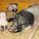 Kindi im Naturpark 21_10_2011 67_jpg-1319480409