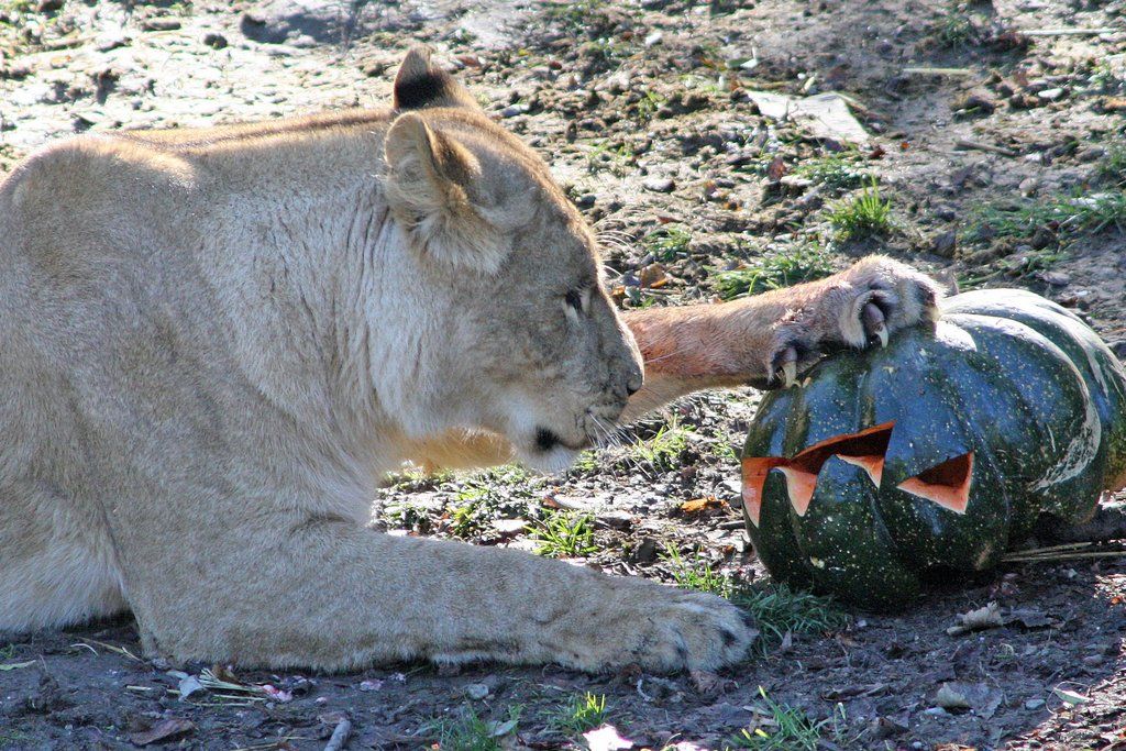 ZooSBG_LoewinNala_Kuerbis.jpg