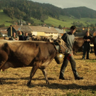 viehausstellung lingenau7_jpg-1319726488