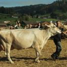 viehausstellung lingenau8_jpg-1319726490