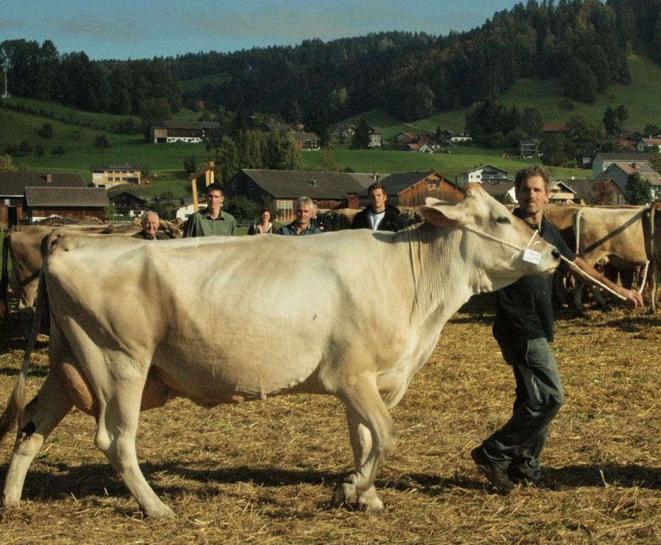 viehausstellung lingenau8_jpg-1319726490