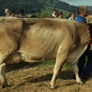 viehausstellung lingenau13_jpg-1319726506