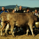 viehausstellung lingenau52_jpg-1319726600