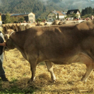viehausstellung hittisau3_jpg-1319785160