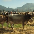 viehausstellung hittisau4_jpg-1319785167