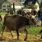 viehausstellung hittisau5_jpg-1319785173