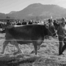 viehausstellung hittisau6_jpg-1319785175