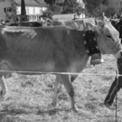 viehausstellung hittisau7_jpg-1319785178