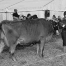 viehausstellung hittisau8_jpg-1319785179