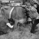 viehausstellung hittisau9_jpg-1319785180