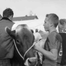 viehausstellung hittisau10_jpg-1319785187