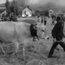 viehausstellung hittisau12_jpg-1319785189