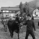 viehausstellung hittisau13_jpg-1319785190