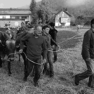 viehausstellung hittisau14_jpg-1319785193