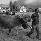 viehausstellung hittisau15_jpg-1319785194