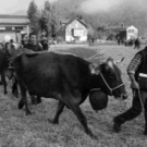 viehausstellung hittisau16_jpg-1319785195