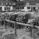 viehausstellung hittisau18_jpg-1319785198