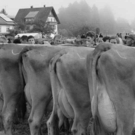 viehausstellung hittisau19_jpg-1319785199