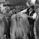 viehausstellung hittisau20_jpg-1319785200