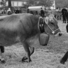 viehausstellung hittisau22_jpg-1319785203