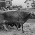 viehausstellung hittisau23_jpg-1319785204
