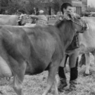 viehausstellung hittisau24_jpg-1319785205