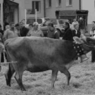 viehausstellung hittisau25_jpg-1319785206