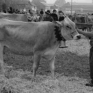 viehausstellung hittisau26_jpg-1319785208