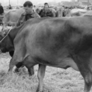 viehausstellung hittisau27_jpg-1319785209