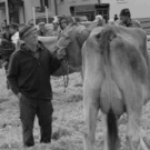 viehausstellung hittisau29_jpg-1319785211