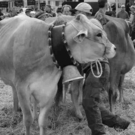 viehausstellung hittisau30_jpg-1319785213